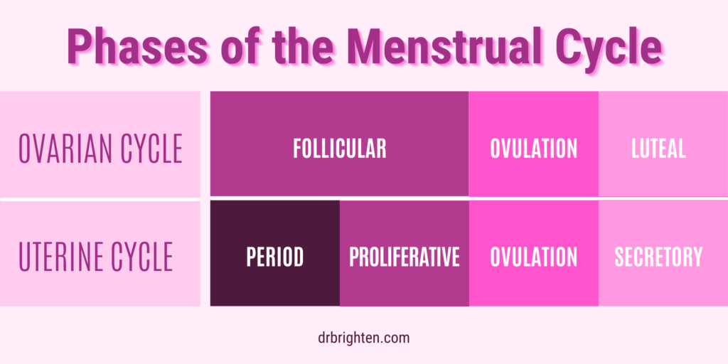 phases of the menstrual cycle