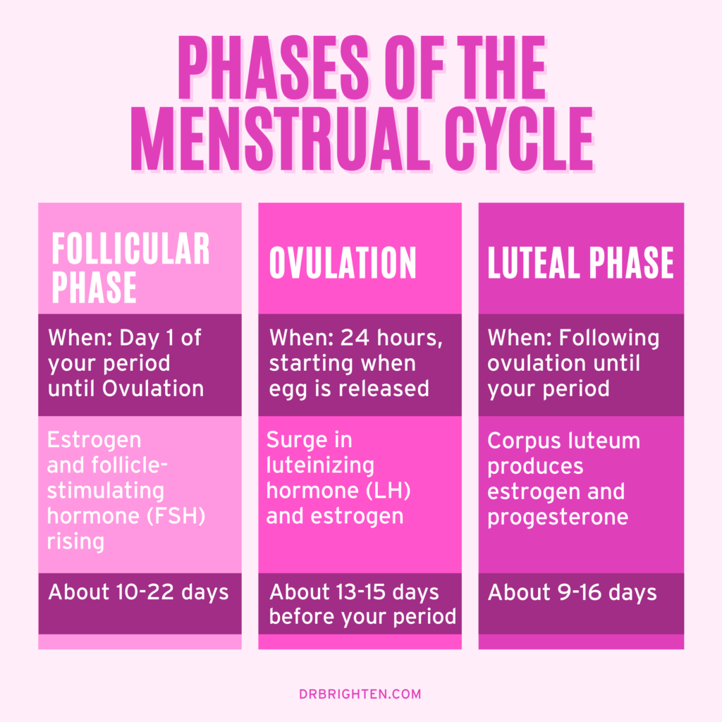 menstrual cycle phases