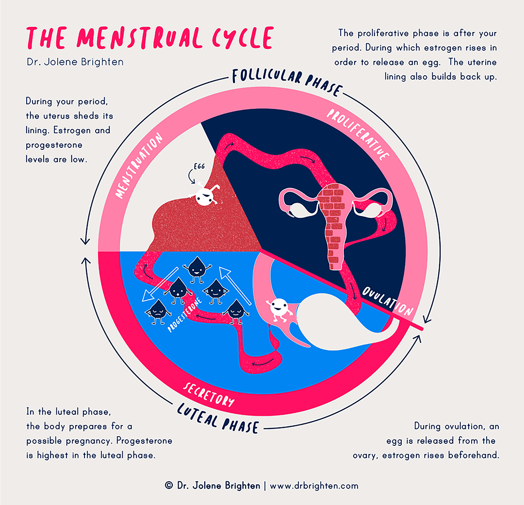 menstrual cycle phases