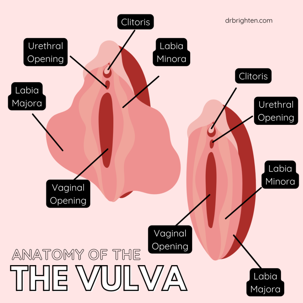 Anatomy of the vulva
