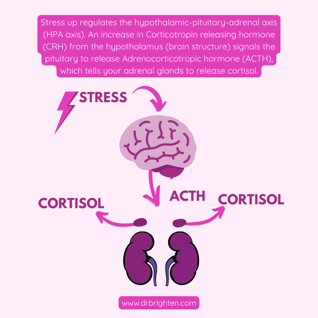 cortisol and the hippocampus