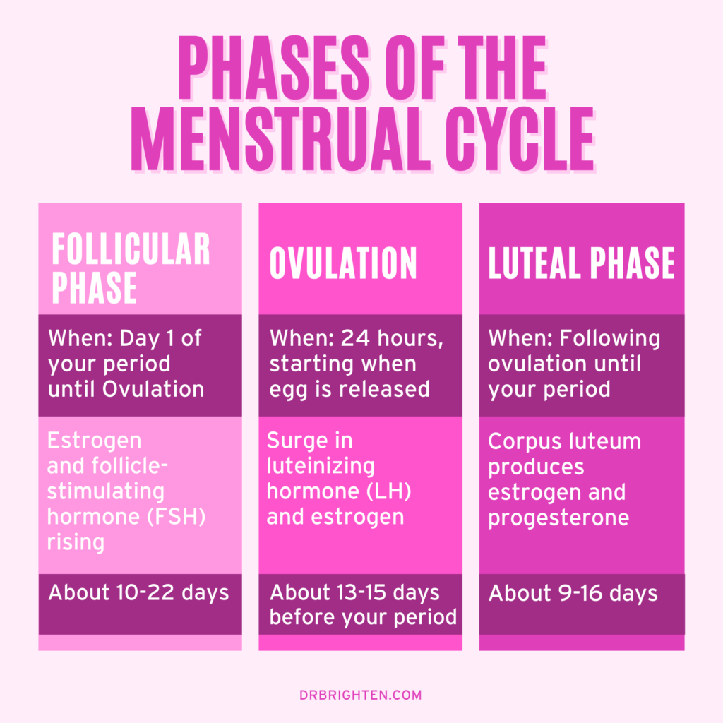 Menstrual cycle phases