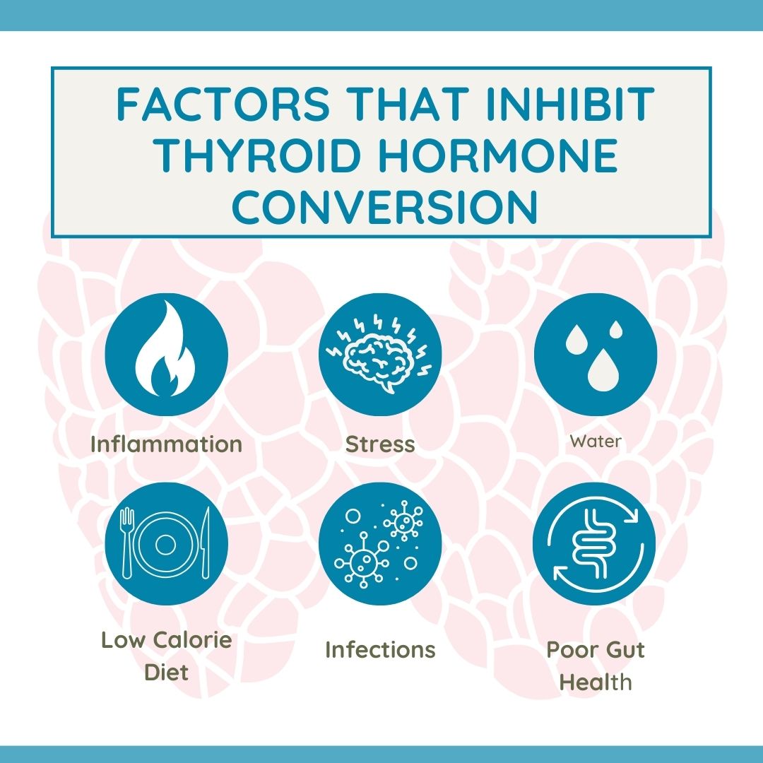 factors inhibiting thyroid hormone conversion