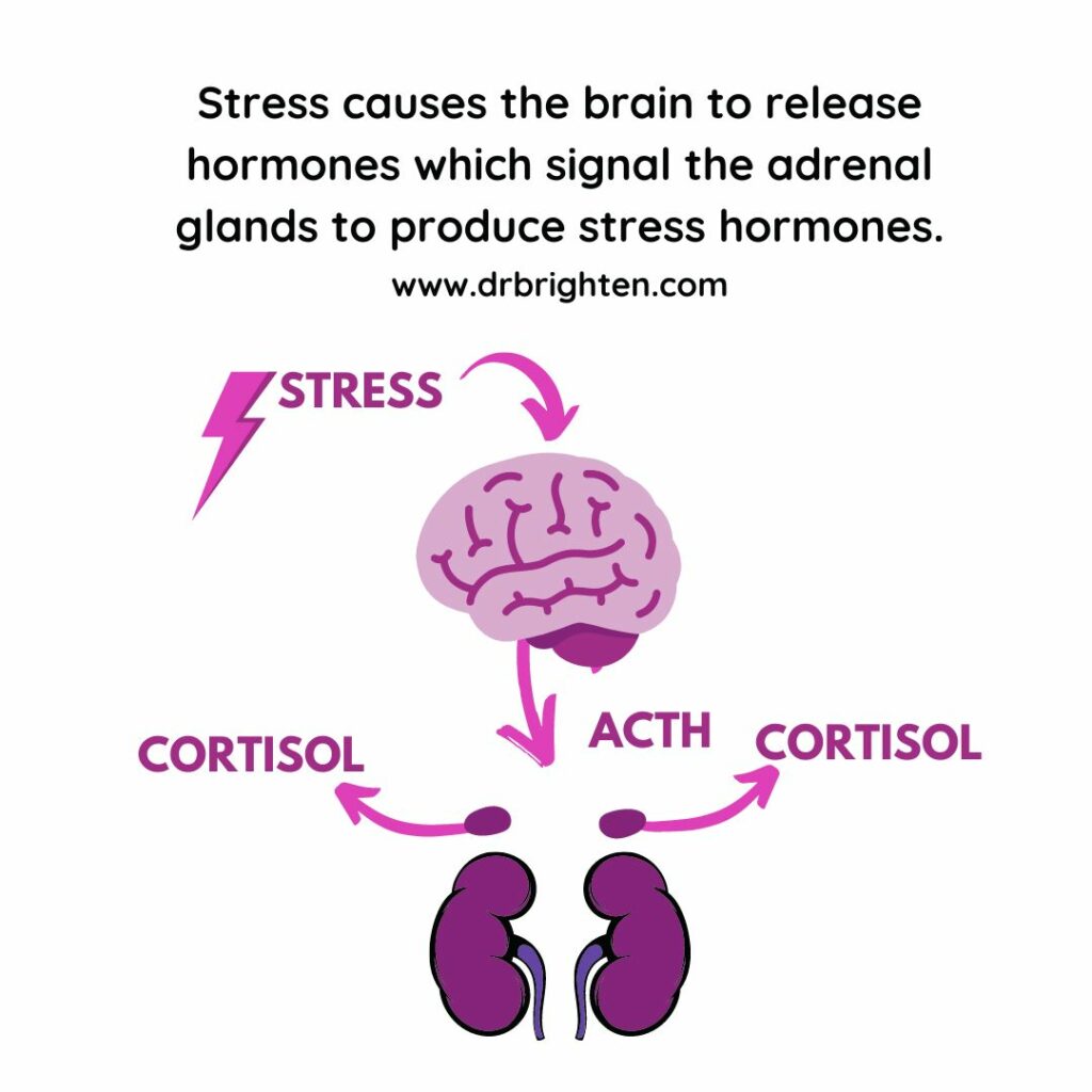 pcos adrenal hpa axis