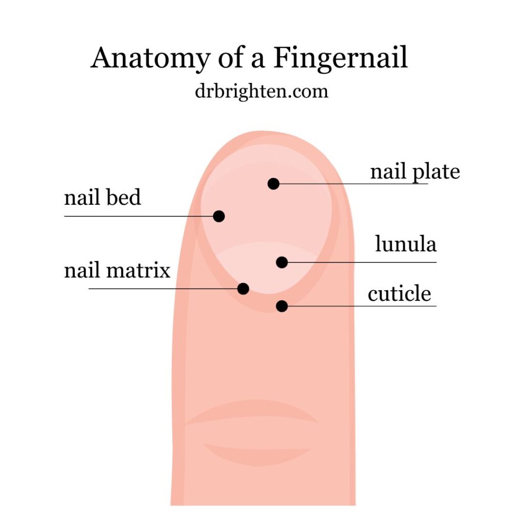 what does a healthy nail look like